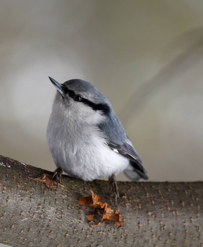 Белощекая синица
