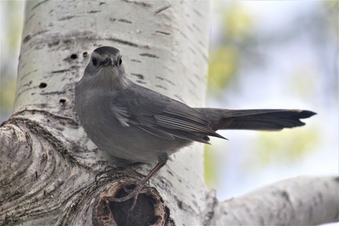 Птица серого цвета