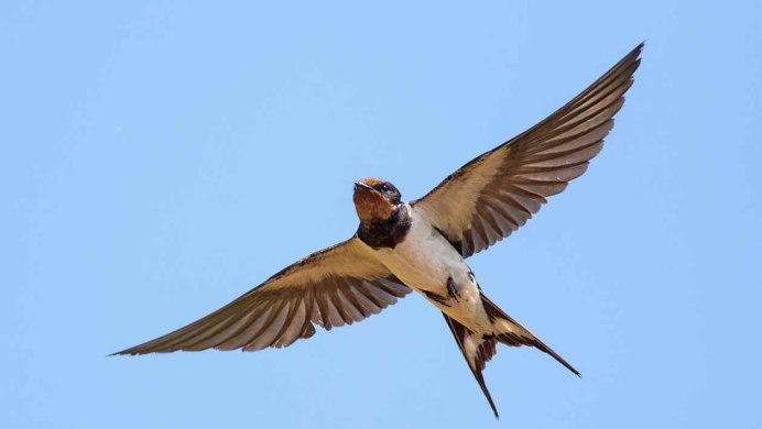Hirundo Rustica полет