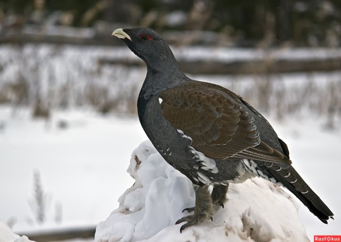 Глухарь тетерев