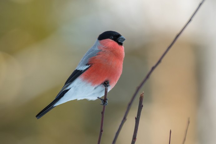 Красногрудая Малиновка Маргарет