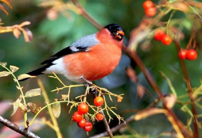 Птица Снегирь птенец