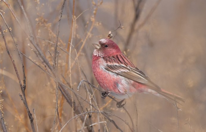 Птица с красной грудкой Зарянка