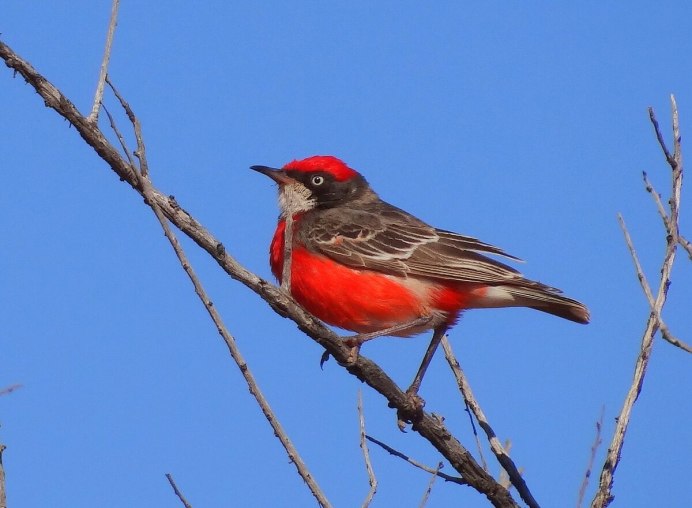 Урагус длиннохвостый