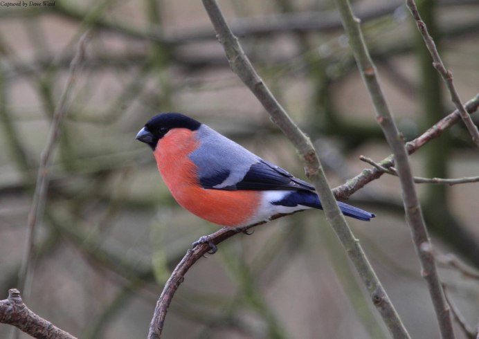 Птичка с розовой грудкой