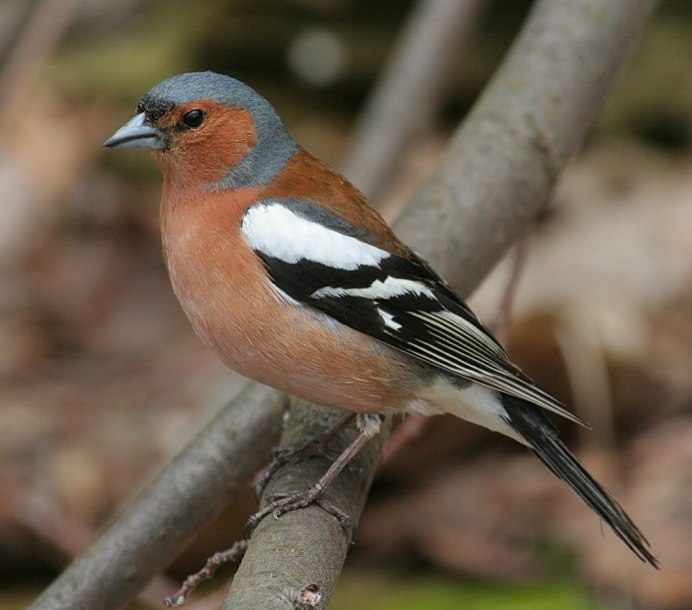Птица с темно оранжевой грудкой