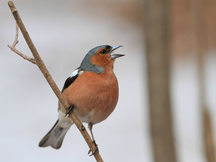 Сибирская чечевица птица