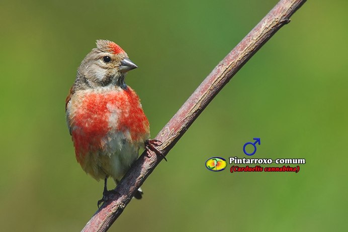 Птицы парка Кузьминки