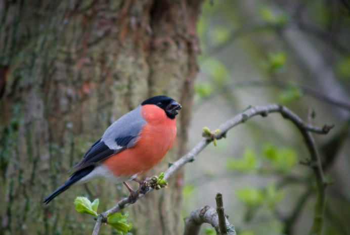 Малиновогрудая петроика Petroica rodinogaster