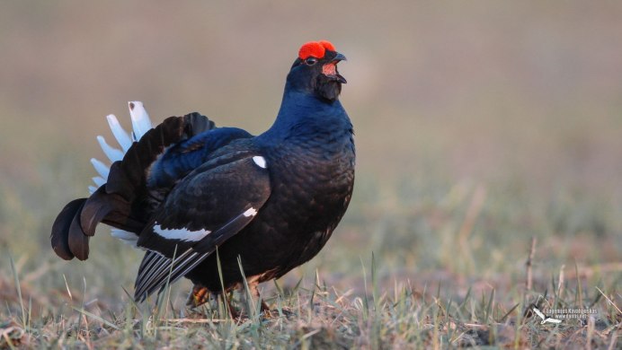 Глухарь (Tetrao urogallus)