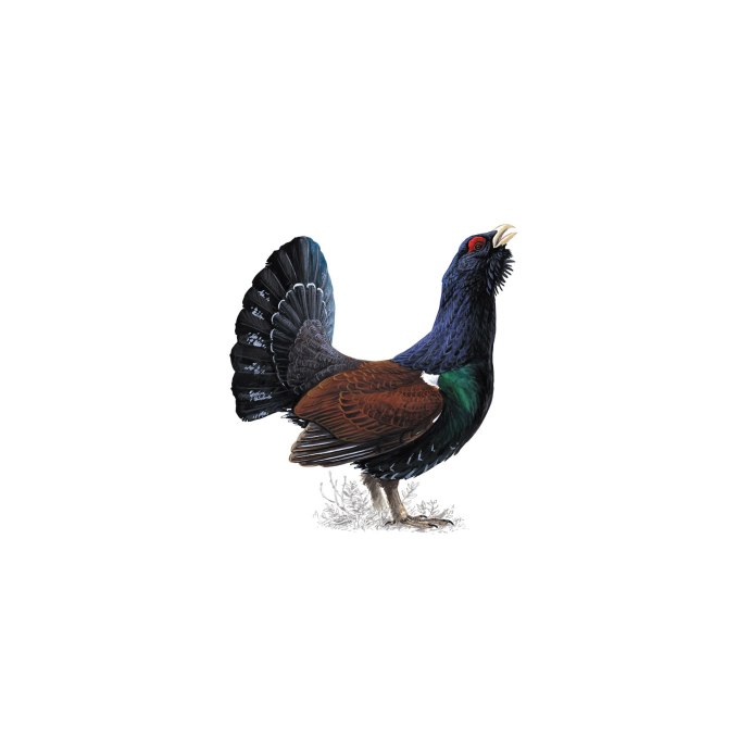 Black Grouse