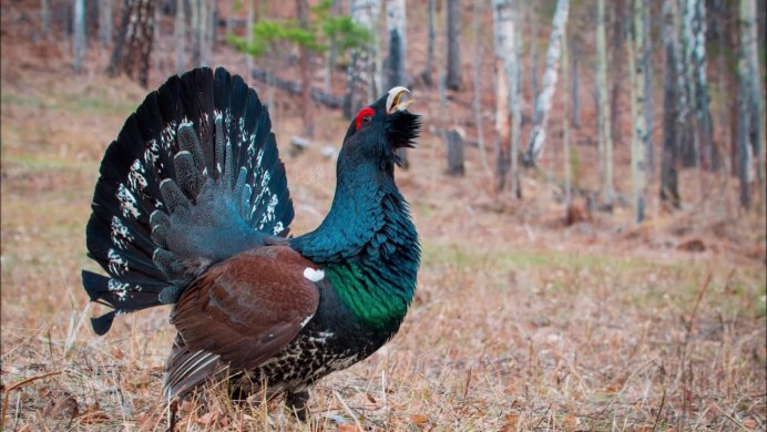 Lekking Capercaillie