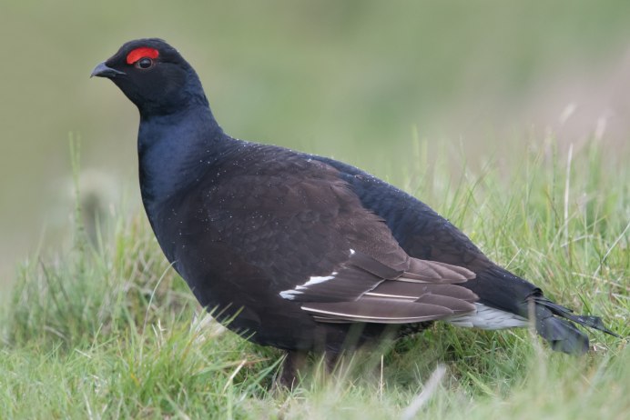 Глухарь (Tetrao urogallus)