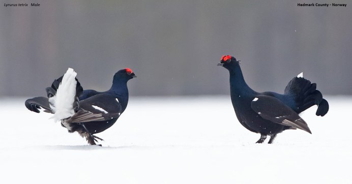 Глухарь - Capercaillie