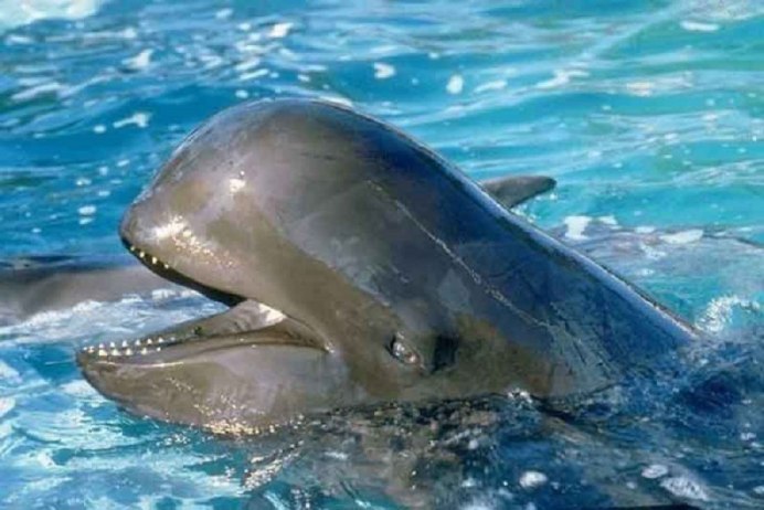 Гринда дельфин