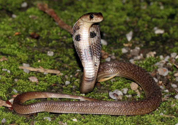 Walterinnesia aegyptia