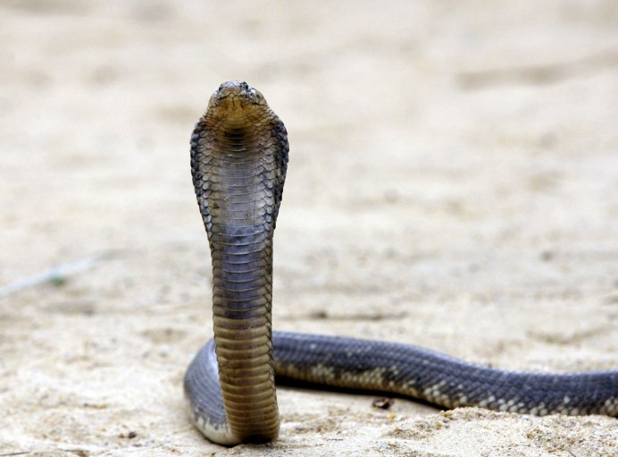 Snouted Cobra
