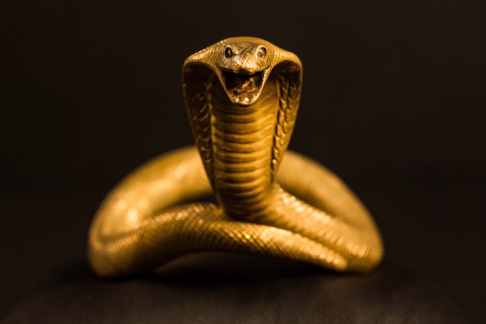 Naja sputatrix
