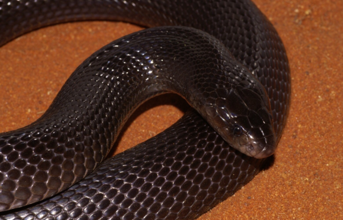 Walterinnesia aegyptia