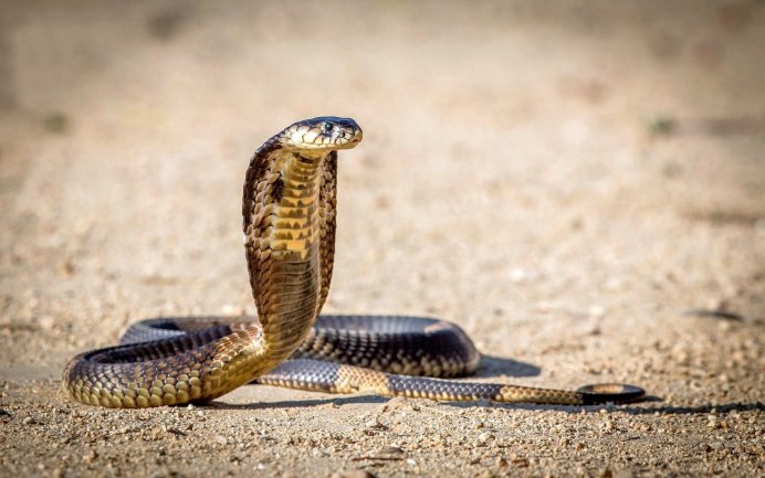 Тигровая змея (Notechis scutatus)