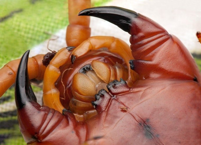 Многоножка Scutigera coleoptrata