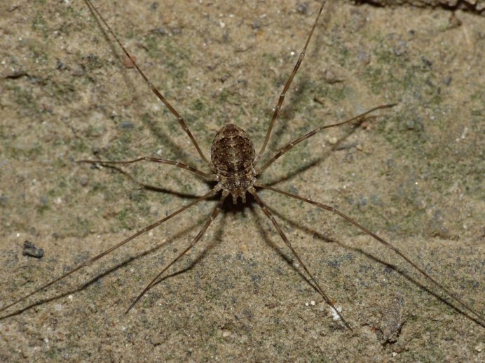 Pachyloidellus Goliath сенокосец