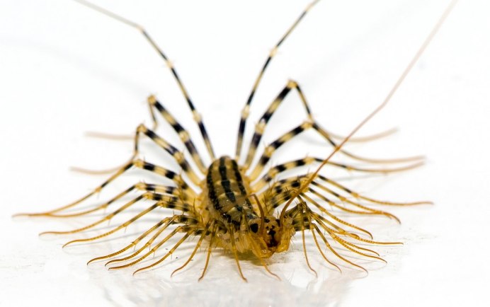 Многоножка Scutigera coleoptrata