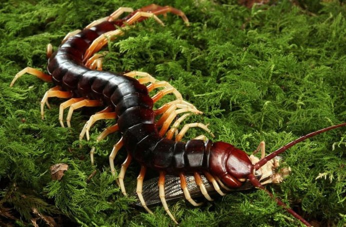 Паукообразная мухоловка