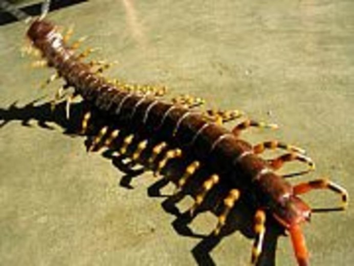 Thereuopoda longicornis