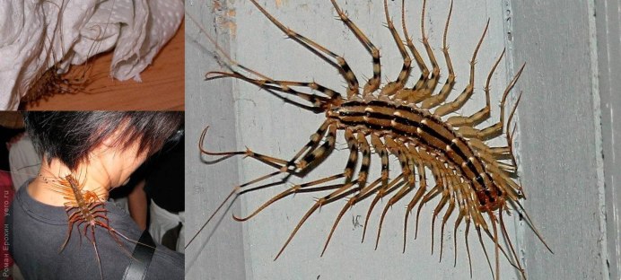Opilio parietinus