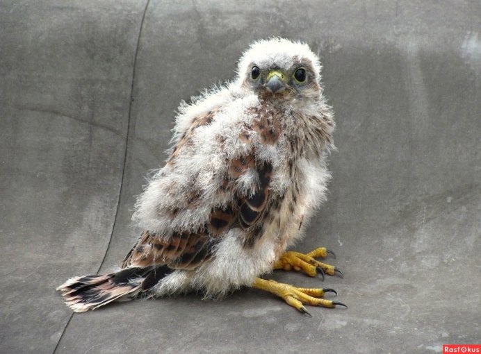 Чеглок (Falco Subbuteo)