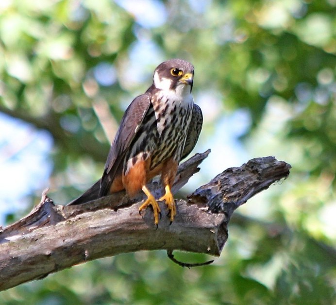 Кобчик (Falco vespertinus)