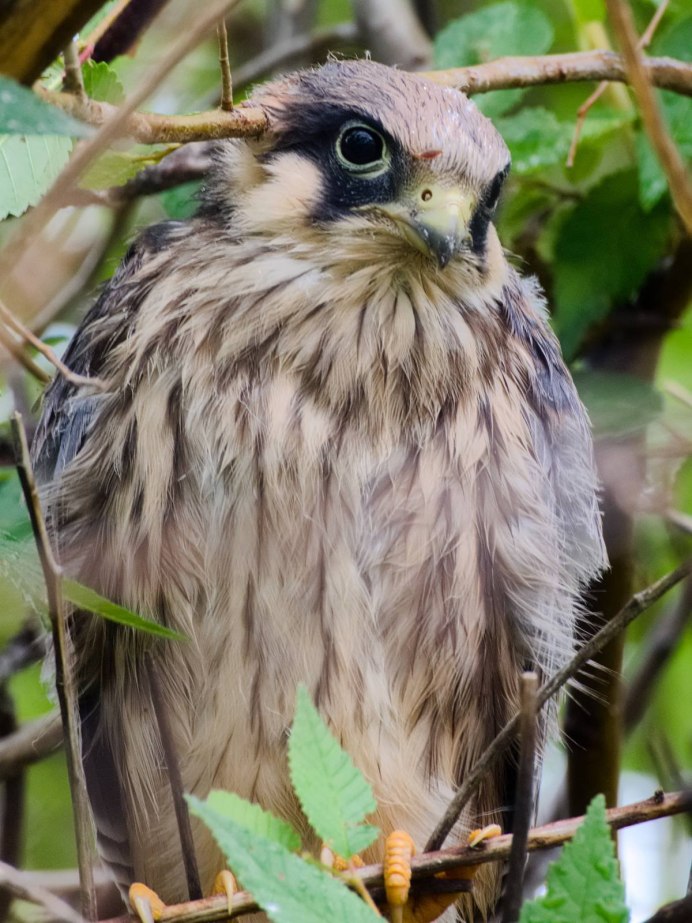 Кобчик Falco vespertinus Linnaeus