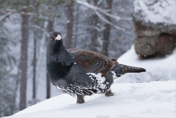 Тетерев Сибирь