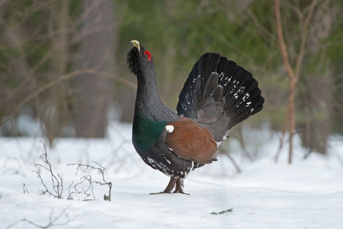 Фазан и тетерев