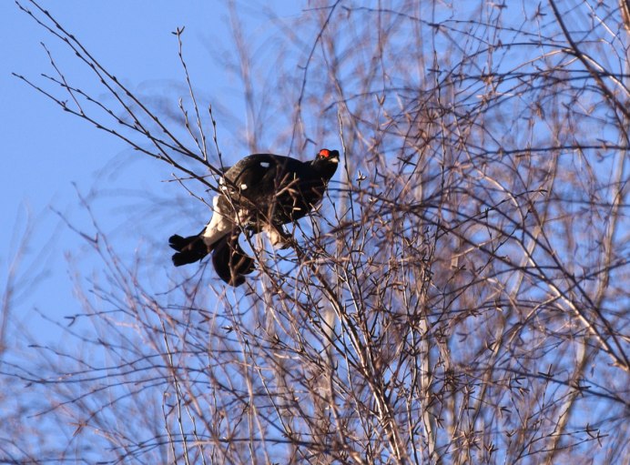 Тетерев-Косач питается