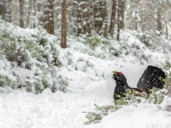 Тетерев Глухарь Косач