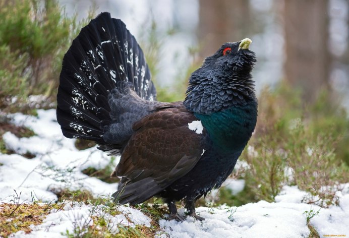 Следы рябчика на снегу