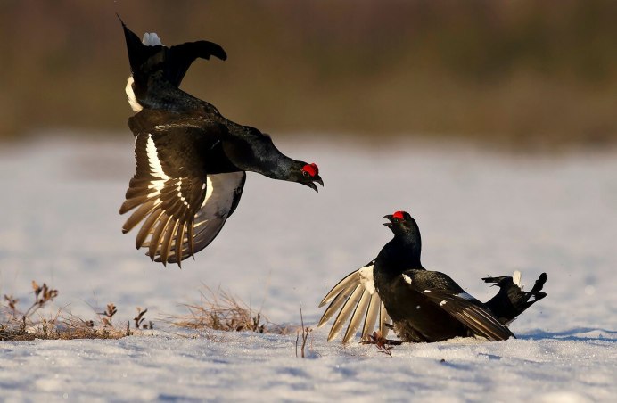 Птенцы тетерева