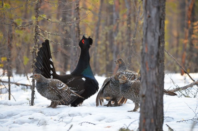 Ильменский заповедник Глухарь