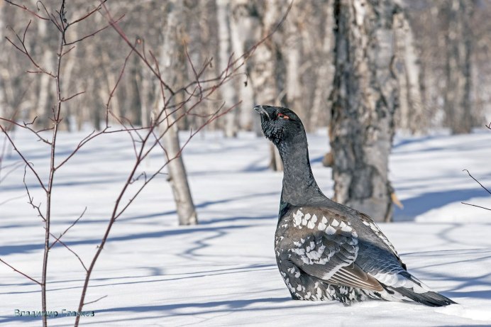 Тетерев Глухарь Косач