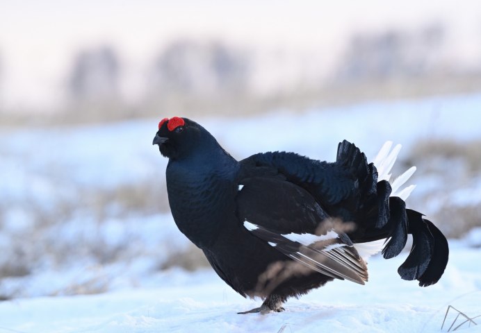 Тетерев на дереве