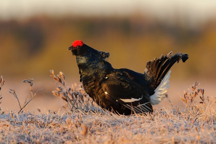 Глухарь тетерев рябчик