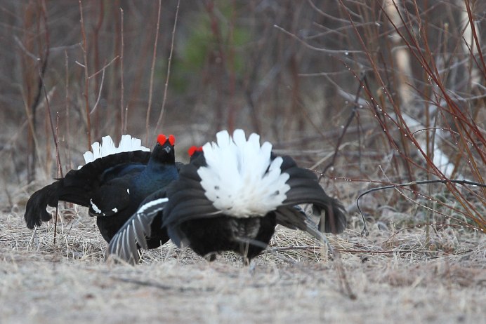 Глухарь Забайкальского края