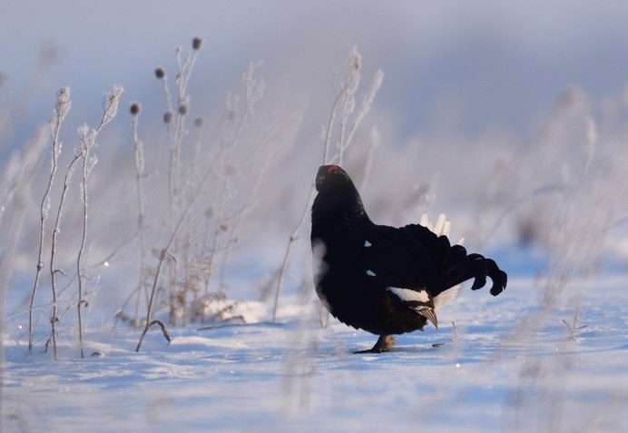 Тетерев Сибирский