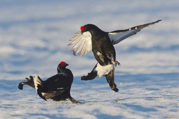 Глухарь тетерев рябчик
