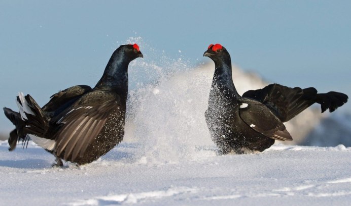 Глухарь горного Алтая