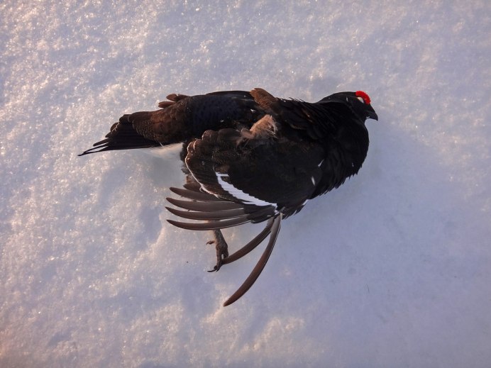 Тетерев Сибирский