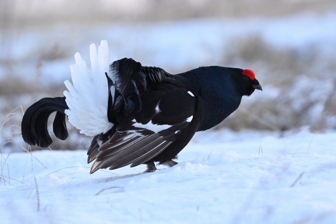 Каменный Глухарь (Tetrao parvirostris)