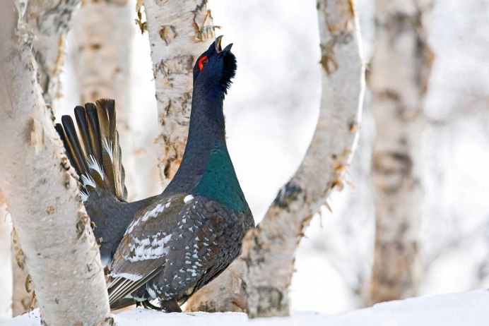 Глухарь в лесу